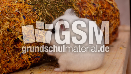 Dschungarischer Zwerghamster (19).jpg